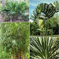 Mix-Sonderangebot ! 40 mal Samen Banane Bambus Yucca Palme !
