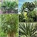 Mix-Sonderangebot ! 40 mal Samen Banane Bambus Yucca Palme !
