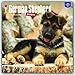 German Shepherd Puppies 2017 Square (Multilingual Edition)