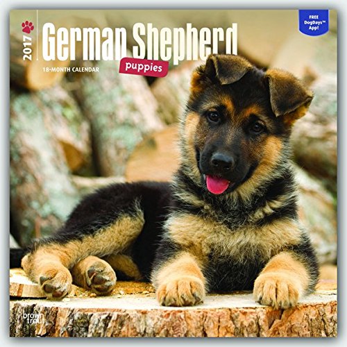 German Shepherd Puppies 2017 Square (Multilingual Edition)
