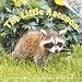 The Little Raccoon (Pictureback(R))