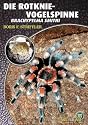 Die Rotknievogelspinne. Brachypelma smithi