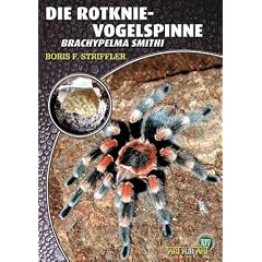 Die Rotknievogelspinne. Brachypelma smithi