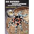 Die Rotknievogelspinne. Brachypelma smithi