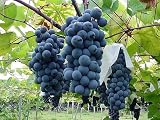 日本一のぶどう郷山梨県産　伝統を持つ農家さんが土作りからこだわったブドウ！　ペリーＡ　3kg ペリー