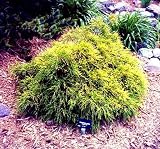 Amazon / Hirts: False Cypress: Golden Mop False Cypress -Chamaecyparis- Outside/Bonsai