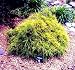 Golden Mop False Cypress -Chamaecyparis- Outside/Bonsai Golden Mop False Cypress -Chamaecyparis- Outside/Bonsai