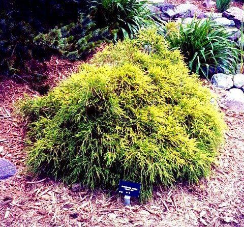 Golden Mop False Cypress -Chamaecyparis- Outside/Bonsai