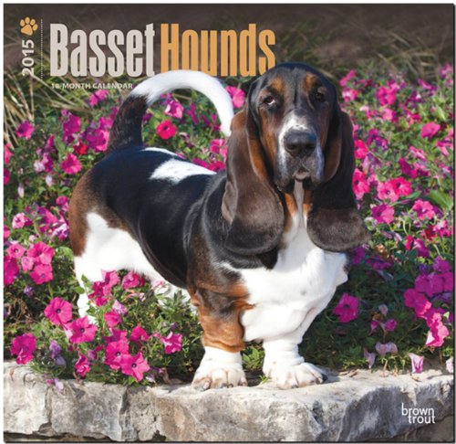 Basset Hounds 2015 Square 12x12 (Multilingual Edition)