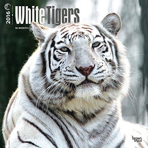 White Tigers - 2016 Calendar 12 x 12in