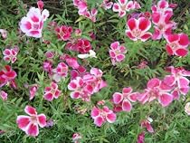 Godetia Flower Seeds - 10,500 Godetia Flower Seeds in Echa Packet with Free Shipping