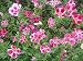 Godetia Flower Seeds - 10,500 Godetia Flower Seeds in Echa Packet with Free Shipping
