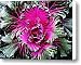Cabbage 2 Canvas Print / Canvas Art - Artist Sarah Loft