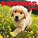 2012 Puppies Wall calendar