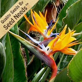 Bird Of Paradise - 5 Seeds