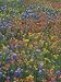 Meadow of Texas Bluebonnets, Texas Paintbrush, and Low Bladderpod Flowers, Hill Country, Texas, USA Photographic Poster Print by Adam Jones, 30x40