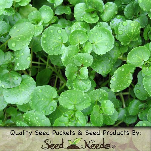 Best Aquaponics Plants