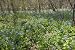 Bluebell Flowers in the Woods, Virginia's River Bend Park - Charming 16x20 Photograph...