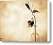 Milk Weed In A Bottle Canvas Print / Canvas Art - Artist Bob Orsillo