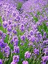 Vera Lavender 100 Seeds