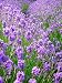 Vera Lavender 100 Seeds