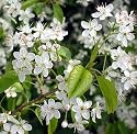 St. Lucie Cherry or Mahaleb Cherry 10 Seeds - Bonsai