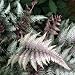 Japanese Painted Fern - Athyrium - Shade Lover -Hardy