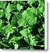 Italian Parsley Canvas Print / Canvas Art - Artist James Temple