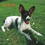 Rat Terriers 2008 Square Wall Calendar (German, French, Spanish and English Edition)