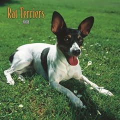 Rat Terriers 2008 Square Wall Calendar (German, French, Spanish and English Edition)