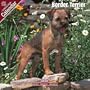 2009 Border Terrier Wall Calendar