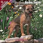 Click here to buy 2009 Border Terrier Wall Calendar by  Avonside Publishing.