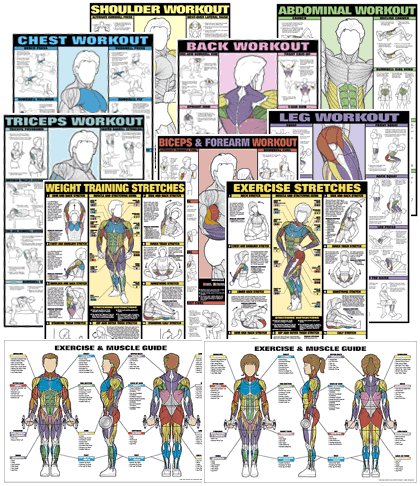 Set of Fitnus Chart Series II NFC1 Thru NFC13 24" X 36" Laminated (Set of 13) reviews
