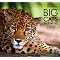Big Cats . . in 2012 Calendars !