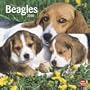 Beagles 2010 Square Wall (Multilingual Edition)