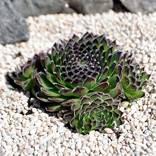 Miniature Fairy Garden Sempervivum, Fairy Glow, Hen & Chicks