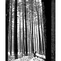 Mist in the Woods by Matt Mickel - 12x15"