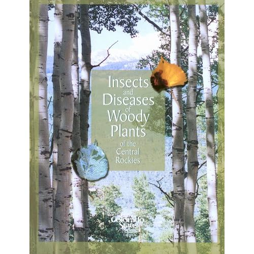 woodies insect