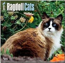 Ragdoll Cats 2015 Square 12x12 Ragdoll Cats 2015 Square 12x12