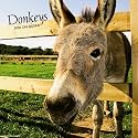 Donkeys 2010 Wall