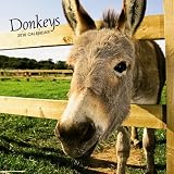 Donkeys 2010 Calendar 画像