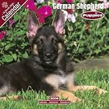 PUPPIES: German Shepherd 2009 Wall Calendar 12 X 12