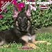 PUPPIES: German Shepherd 2009 Wall Calendar 12 X 12