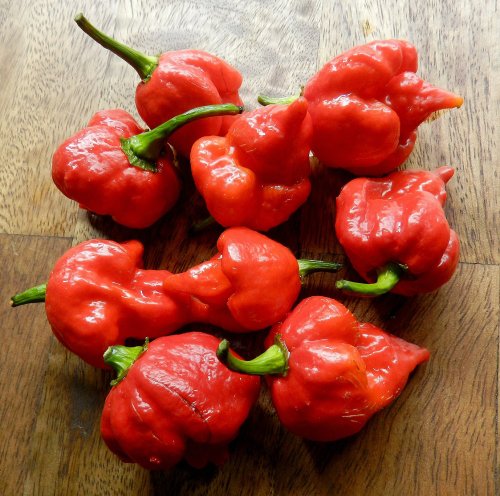 Trinidad Scorpion Chile Pepper 4 Live Plants - Outrageously Hot Trinidad Scorpion Chile Pepper 4 Live Plants - Outrageously Hot