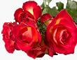 rose flavor extract