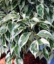 Java Starlight Weeping Fig Tree -Indoor or Bonsai-Ficus