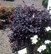 Ever Red Loropetalum Fringe Flower Five Gallon by Monrovia Growers