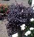 Ever Red Loropetalum Fringe Flower Five Gallon by Monrovia Growers