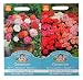 Mr Fothergill's Seeds Geranium Pelargonium Collection