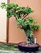 2CHIXGIFTS BOUGAINVILLEA BONSAI W1826